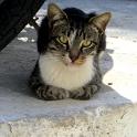 Mykonos Katzen (78)